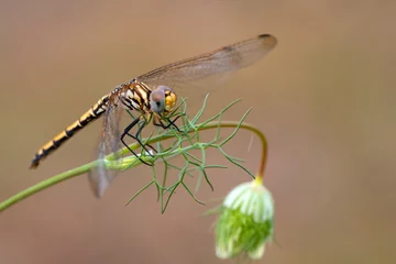Wandcirkels plexiglas Macro shots, Beautiful nature scene dragonfly.    © blackdiamond67
