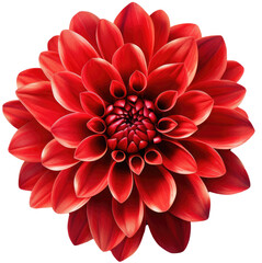 Close up of a red dahlia flower blossom isolated on white background as transparent PNG, generative AI plant