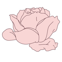 Rose flower blooming line filled pink color illustration. Hand drawn realistic detailed vector illustration clipart.