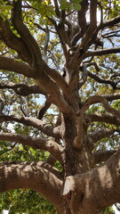 Fototapeta premium Jardins du Peyrou - Montpellier