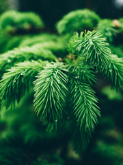 fresh green spruce in the garden