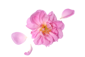 Rosa damascena. Damask rose. Oil-bearing rose. Bulgarian rose oil.	