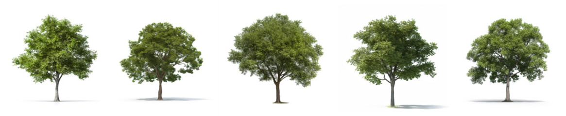 Fototapeta na wymiar Trees collection, isolated on white background. Set of trees 3d rendering isolated. Generative Ai.