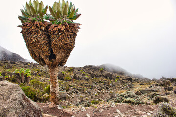 Giant Groundsels growing in the moorland region of Kilimanjaro pictured near Barranco Camp at 3700...