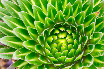 Lobelia Deckeni top view, typical of moorland zone of Kilimanjaro pictured near Barranco Camp at...