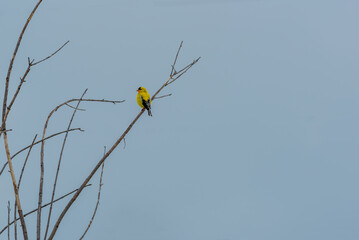 Goldfinch Perched In A Bare Tree In Spring