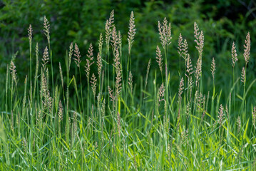 Prairie Junegrass Growing Wild In The Field In Spring