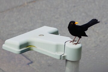 blackbird on a lamp post