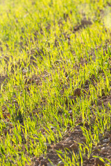 Young wheat seedlings growing in a field on a sunny day.