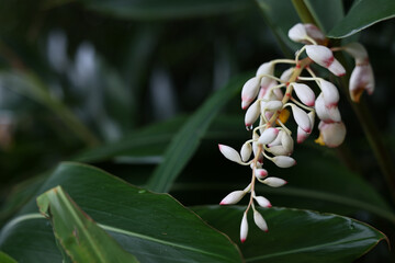 沖縄県宮古島　月桃の花