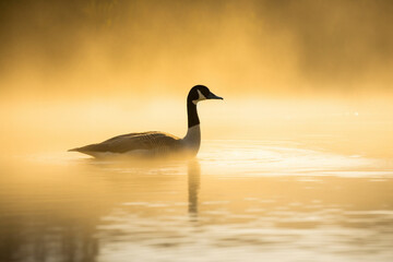 Canada goose swimming on a lake through the early morning mist, Goose backlit by the morning sunrise,