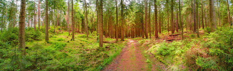 Panoramic over magical enchanted fairytale forest at Kleinhennersdorfer Stein sandstone rocks and...
