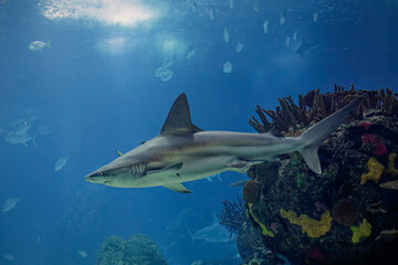 Aquarium shark closeup