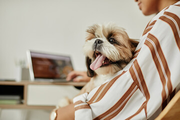 Minimal closeup portrait of cute little dog sitting in lap and smiling happily, copy space