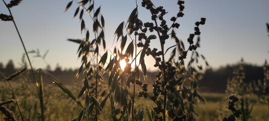 Fototapeta premium Golden sunrise in a golden field