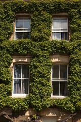 Fototapeta na wymiar windows of an house with ivy