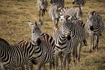 zebras in the serengeti