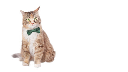 Isolated Kitten in  on white background. Beautiful funny Kitten with a green bow tie. Portrait adorable Kitten large eyes. Cat posing at camera. Space for text. Web banner. Studio shot of domestic Cat