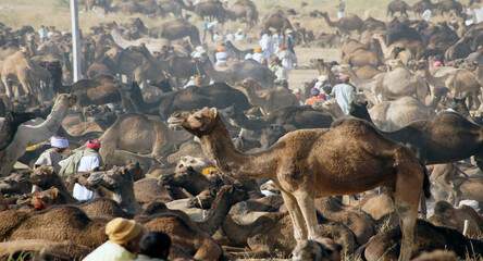 Pushkar Camel Fair, Rajasthan, India
