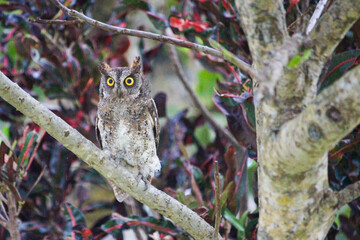 沖縄県宮古島　リュウキュウコノハズク