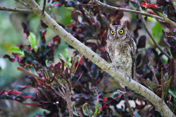 沖縄県宮古島　リュウキュウコノハズク