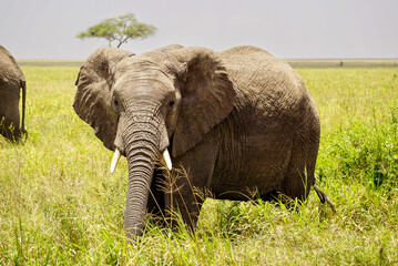 african elephant