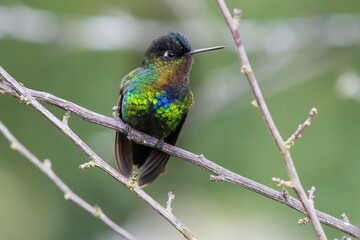 Magnificent hummingbird (Eugenes fulgens), perched on a brightly colored branch in Costa Rica.