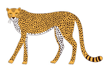 Cute walking cheetah hand drawn cartoon character illustration, sketch. Line art, drawing style design, isolated vector. Tropical animal, jungle wildlife, big cats, safari, nature, print element