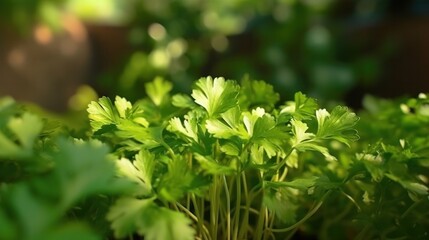 Fototapeta na wymiar Fresh growing organic coriander plants. Generative AI.
