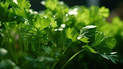 Fototapeta na wymiar Fresh growing organic coriander plants. Generative AI.