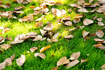 Yellow leaves falling on green lawn