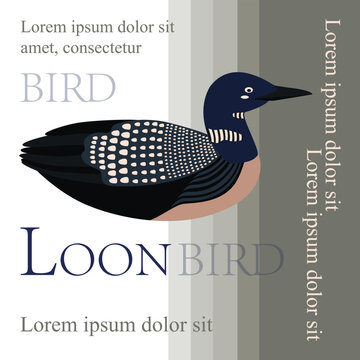 Poster, banner with loon bird and text. Poster layout design.
