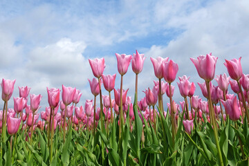 Triumph Tulip 'Mistress' in flower.