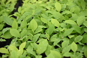 Fototapeta premium Seedlings of Magnolia Blumei or Manglietia glauca is known as manglid or manglid baros in Indonesia