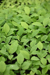 Fototapeta premium Seedling of Magnolia Blumei or Manglietia glauca is known as manglid or manglid baros in Indonesia