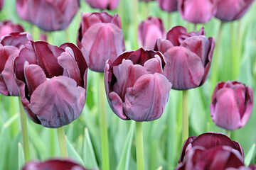 Triumph Tulip 'Paul Scherer' in flower.