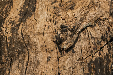 Relief texture of the brown bark of a tree with green moss on it. Horizontal photo of a tree bark texture. Relief creative wooden texture of an old oak bark. Pine or spruce tree skin.