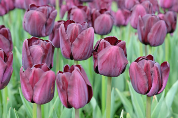 Triumph Tulip 'Paul Scherer' in flower.