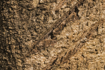 Relief texture of the brown bark of a tree with green moss on it. Horizontal photo of a tree bark texture. Relief creative wooden texture of an old oak bark. Pine or spruce tree skin.