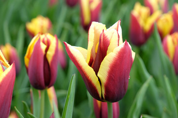 Triumph Tulip 'Gavota'  in flower. - obrazy, fototapety, plakaty