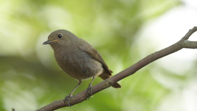 Black redstart Phoenicurus ochruros little female songbird