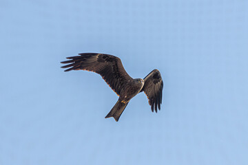 osprey in flight