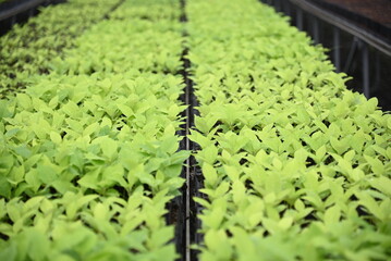 Seelings of Magnolia Blumei or Manglietia glauca is known as manglid or manglid baros in Indonesia