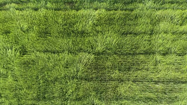 Top down drone fview over green wheat field waving in the wind. Green cereals field in the wind. Ears of wheat on the field blown by the wind. Strong wind over the meadow.  Agricultural business
