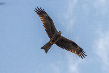 osprey in flight