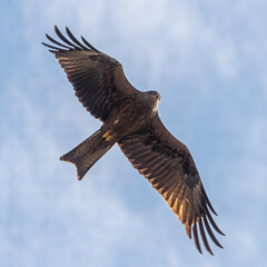 osprey in flight