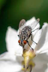 fly on leaf