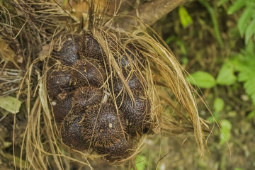 Salak or snake fruit still attached to the tree. Indonesian authentic fruit agriculture product. Concept for organic farming, plant cultivation.