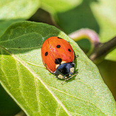 ladybird on leaf