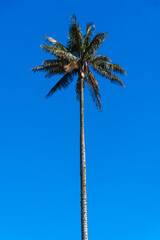 palm trees against blue sky